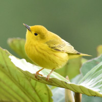 Yellow Warbler